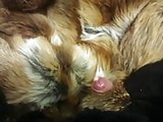 come (cum) on (in) fur coat 2 fur gay cum
